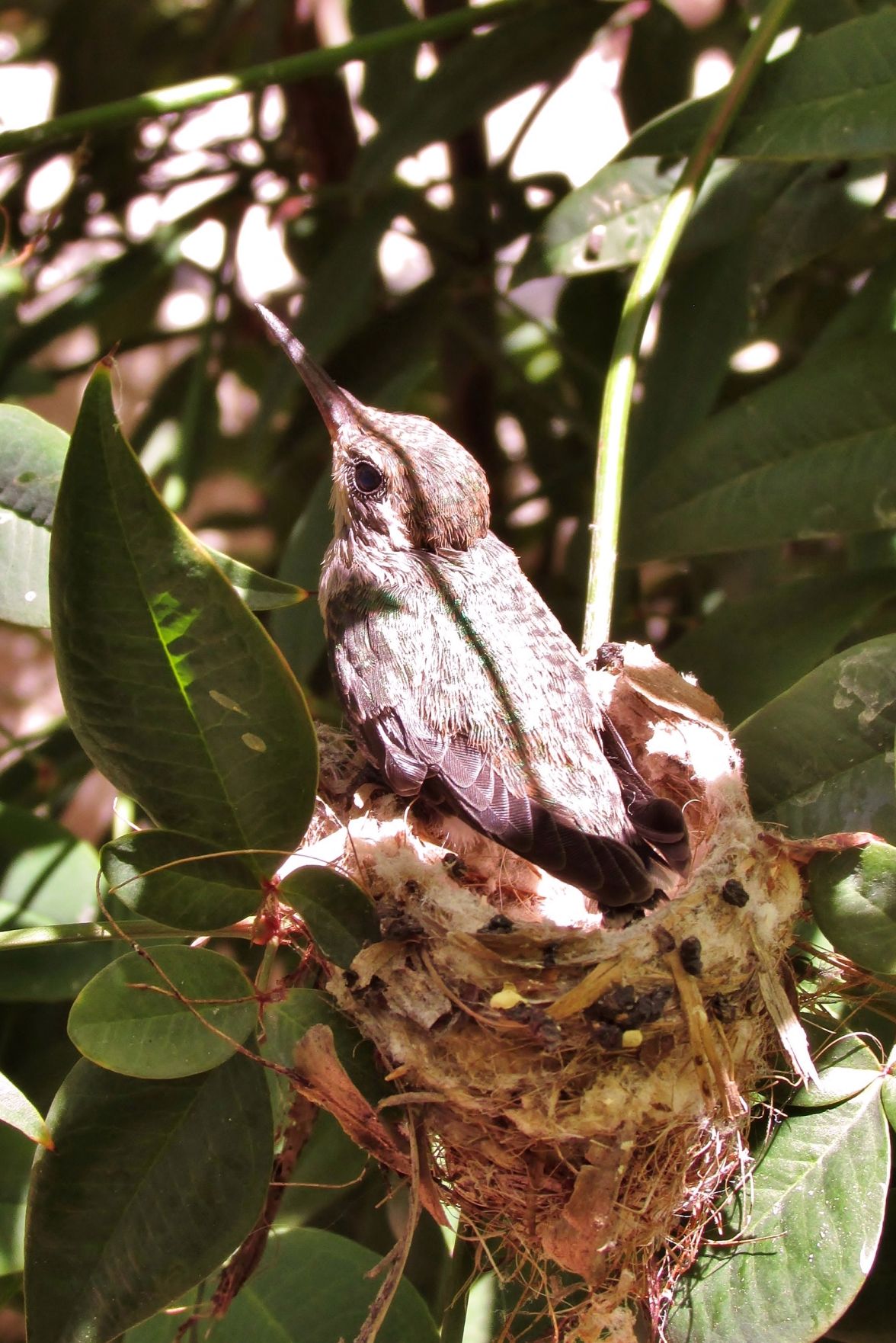 Hummingbirds from backyards and beyond